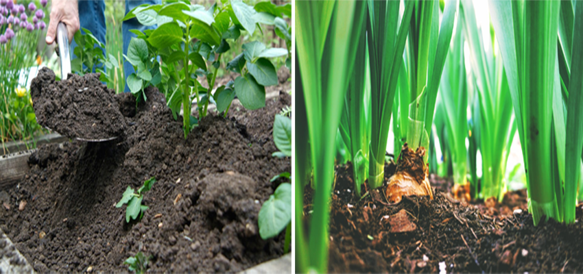 Earthing Up In the Plants | पौधों में मिट्टी चढ़ाना