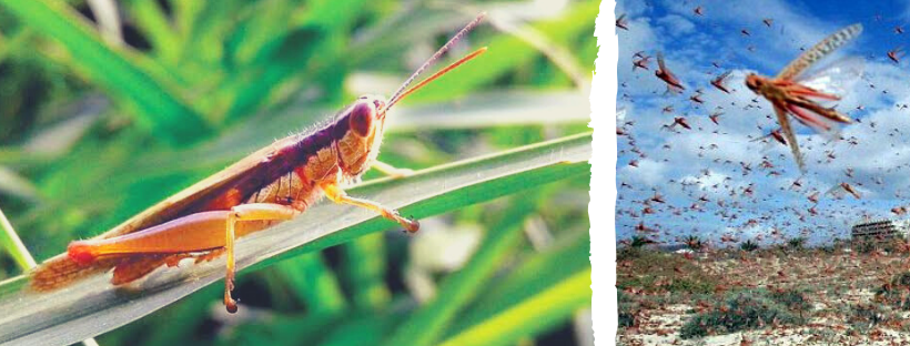 Locust in Gujarat, Tiddi