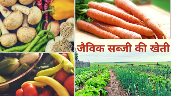 Organic vegetable farming-जैविक सब्जी की खेतीक-सब्जी-की-खेती