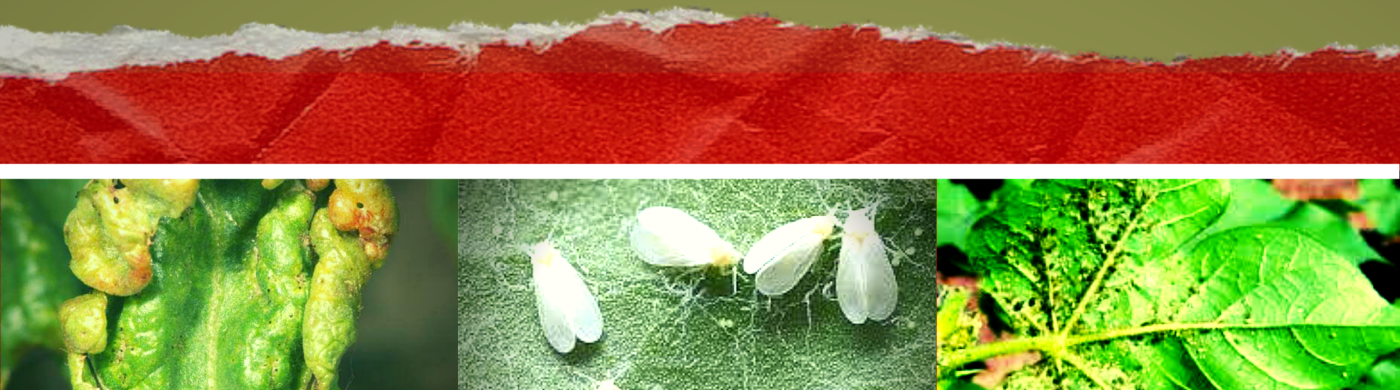 management of sucking pests in cotton crops